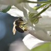 Butinage de fleurs de pommier dans mon jardin 3. Avril 2020. Philippe Vander Linden